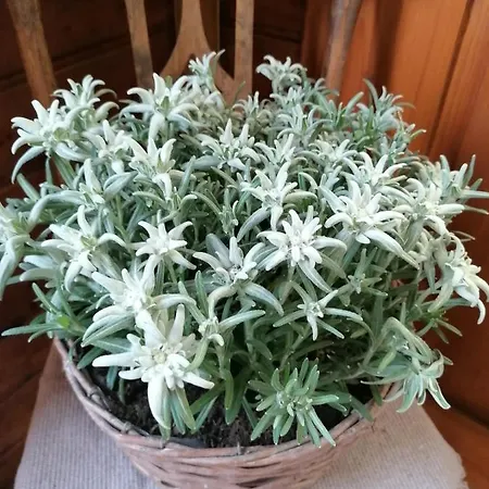 Berghof Knabl * アルツル・イム・ピッツタール