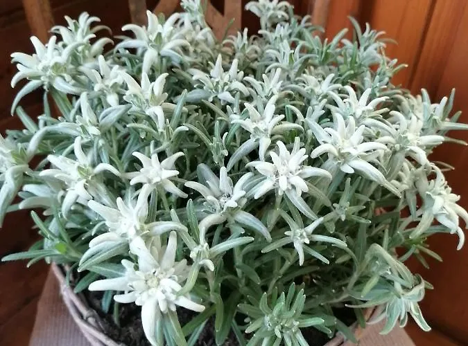 Berghof Knabl * Arzl im Pitztal